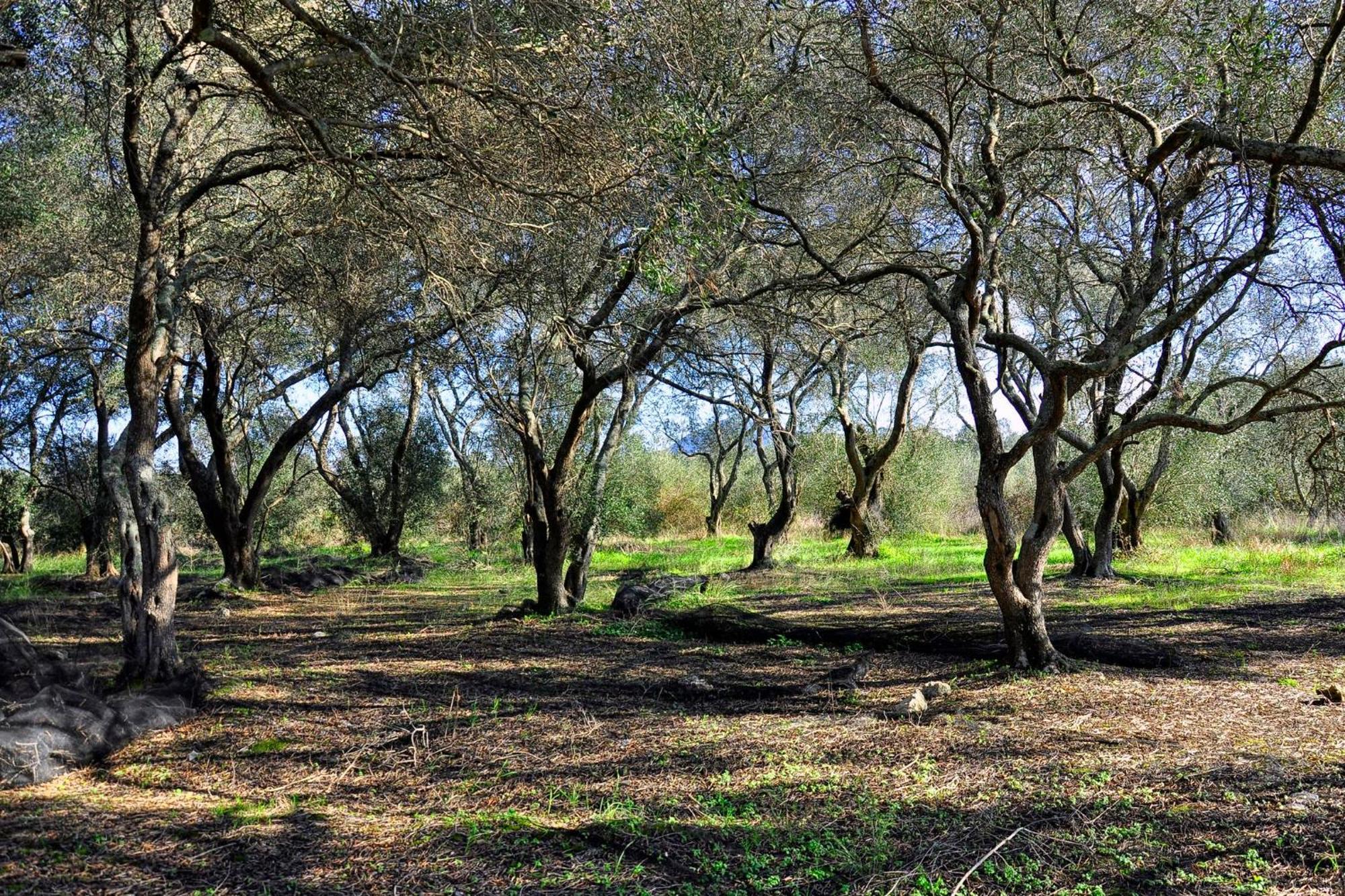 Il Vicolo Villa Ágios Matthaíos Buitenkant foto